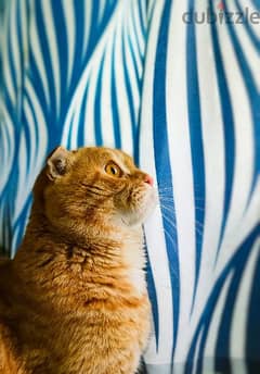 Scottish Fold Orange Male Cat