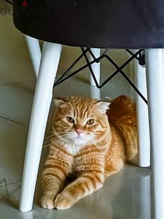 Scottish Fold Orange Male Cat 0