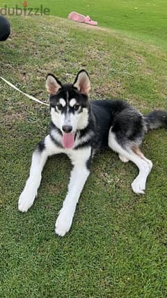 Husky Malamute for urgent sale as expat family leaving the country.