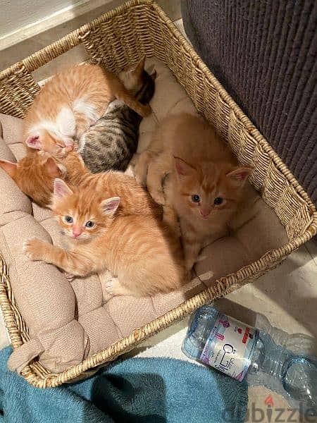 Persian Kittens 0