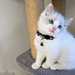 Ragdoll Kitten