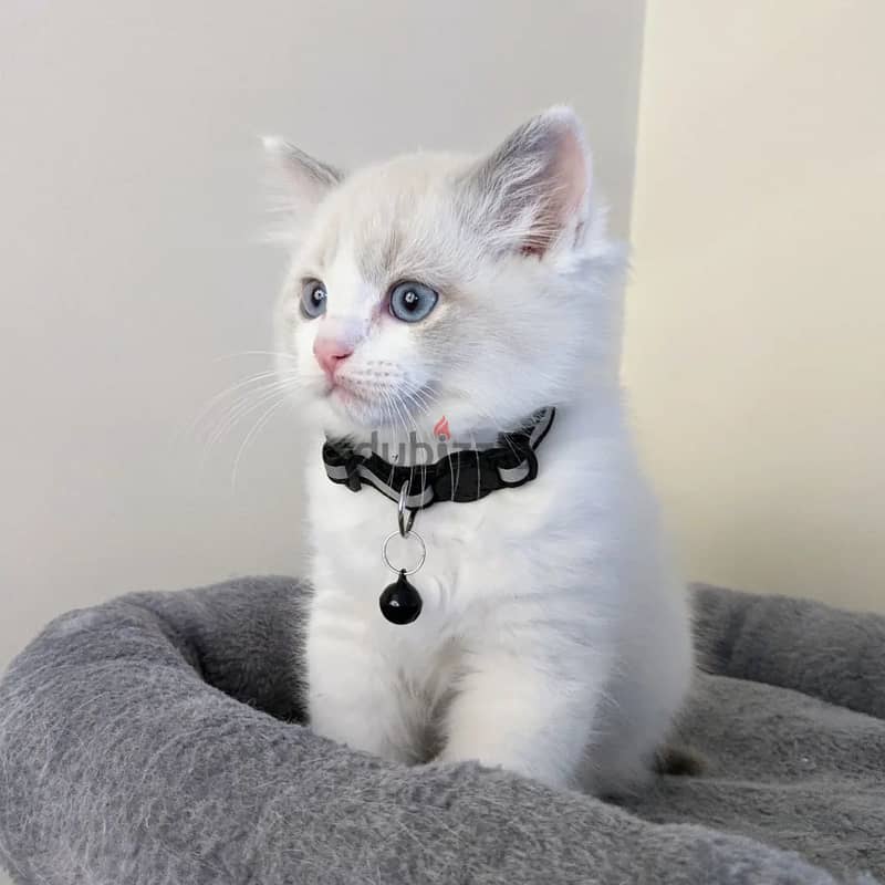 Ragdoll Kitten 1