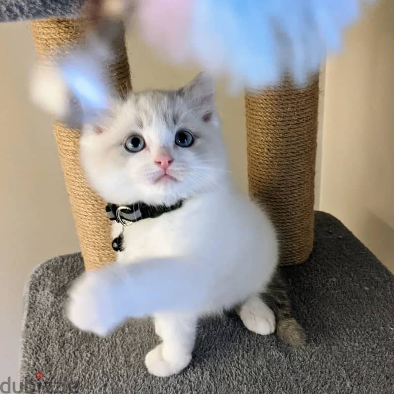 Ragdoll Kitten 2