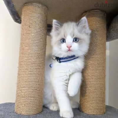 Ragdoll Kitten