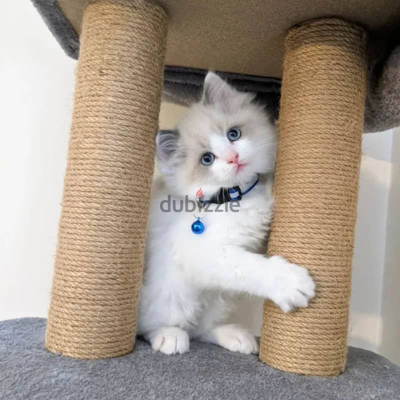 Ragdoll Kitten 1