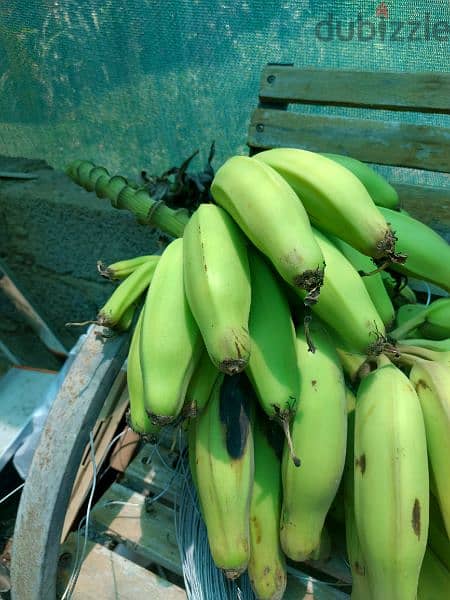 banana for sell 0