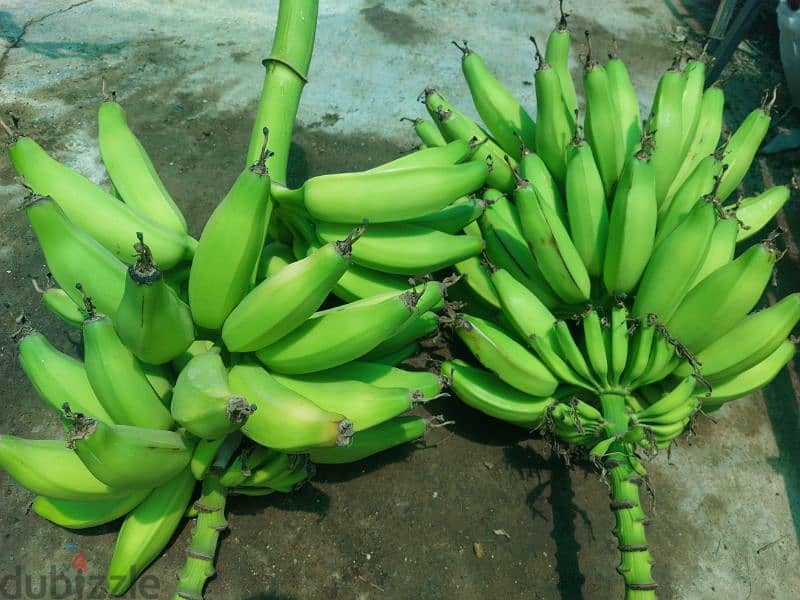 banana for sell 1