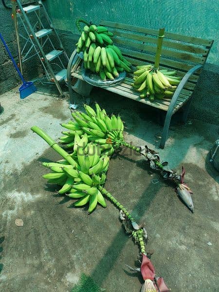 banana for sell 2