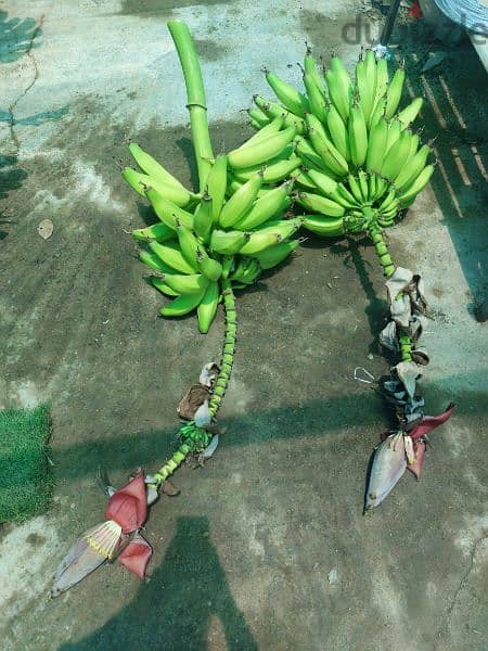 banana for sell 3