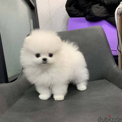 Teacup Pomerenian Puppy