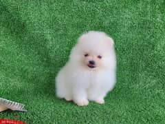 Trained Pomeranian puppy for sale