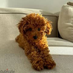 Toy Poodle 0