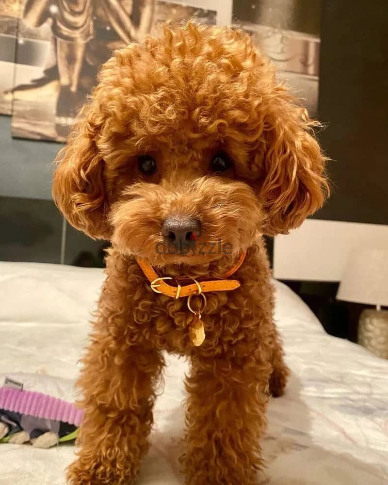 Toy Poodle 1