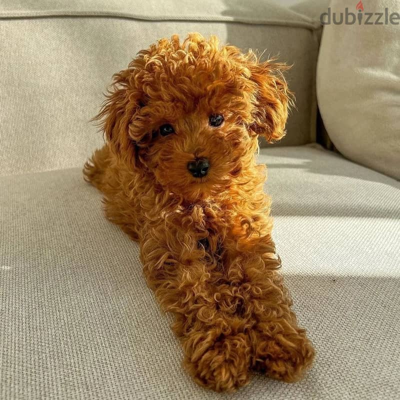 Toy Poodle 2