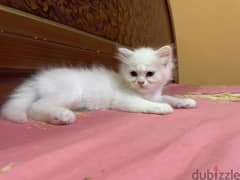 5months small baby Persian cat 0