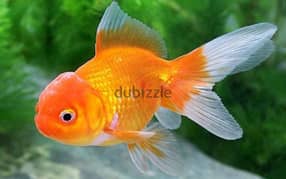 home breeding gold fish available Whatsapp me 95286803