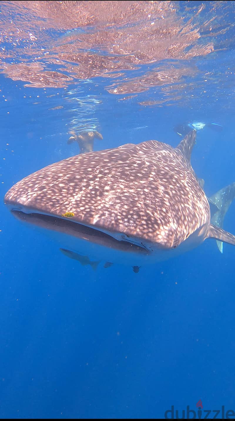 Snorkeling at dimaniyat 11