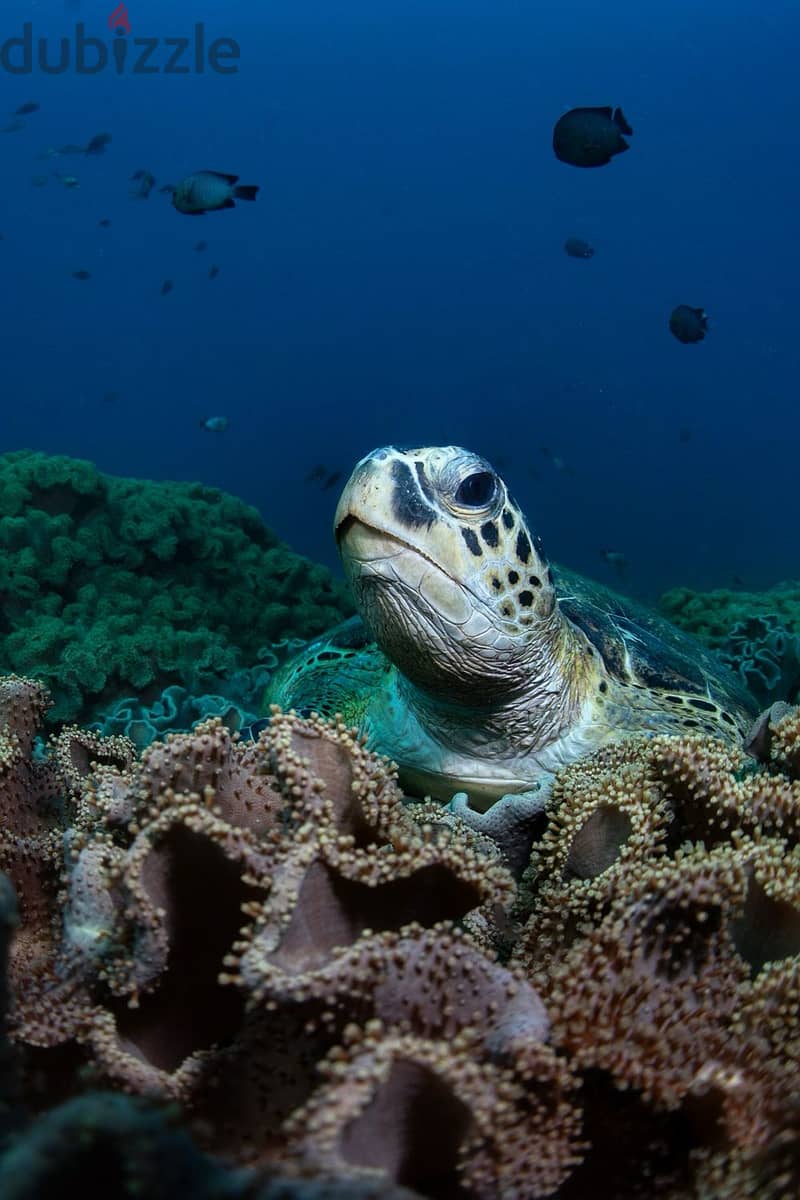 Snorkeling at dimaniyat 12