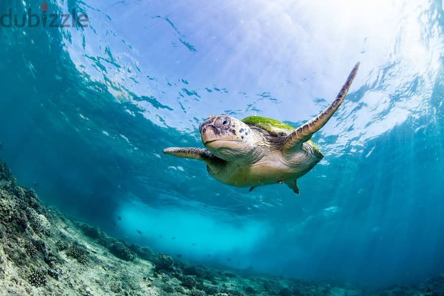 Snorkeling at dimaniyat 13