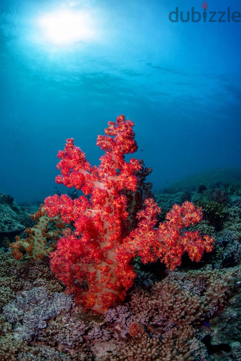 Snorkeling at dimaniyat 14