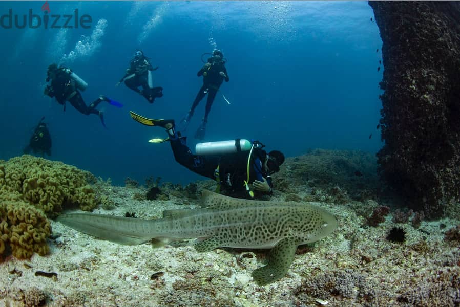 Snorkeling at dimaniyat 15