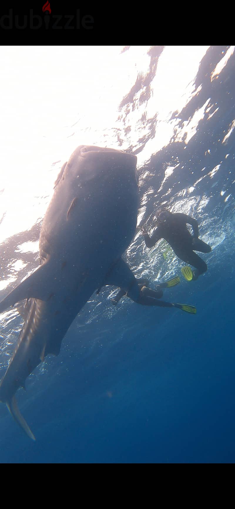 Snorkeling at dimaniyat 16