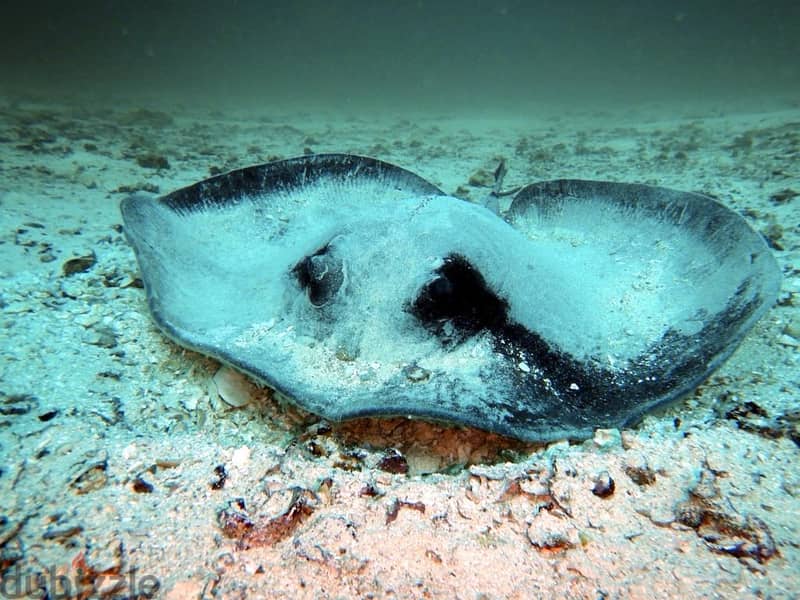 Snorkeling at dimaniyat 19