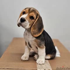 Please WhatsApp +971562746987 beagle puppy