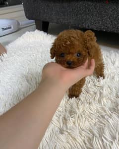 Mini Poodle Puppy