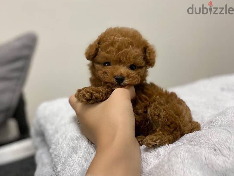 Mini Poodle Puppy 1