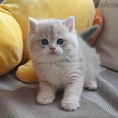 British Short hair Kitten