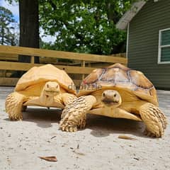 sulcata tortise for sale