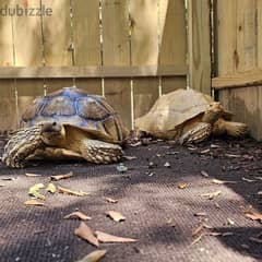 albino sulcata tortise for adoption