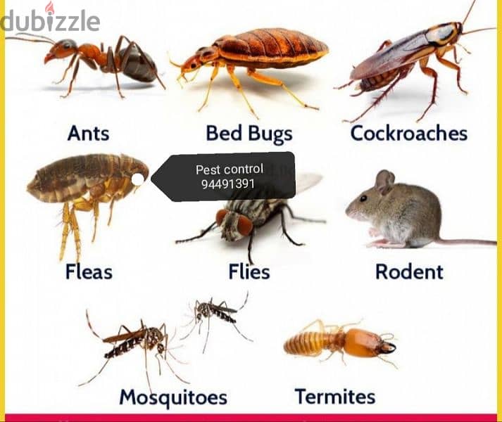 treatment's  94491391 All kind of pest control service's 1