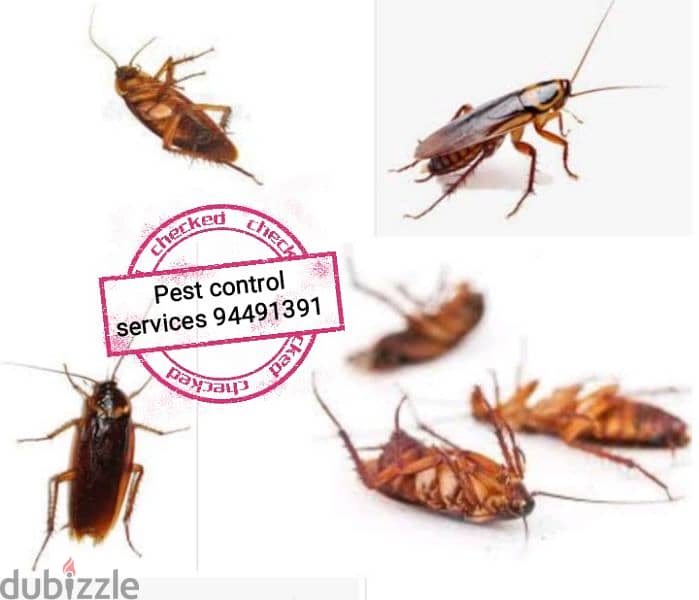 treatment's  94491391 All kind of pest control service's 9