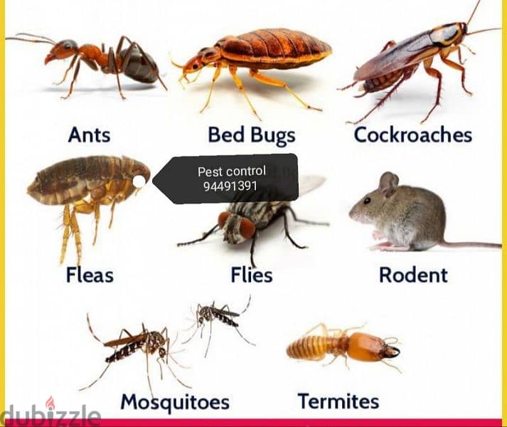 we provide you the best pest control service's. 94491391 5