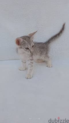 british mix kitten for sell
