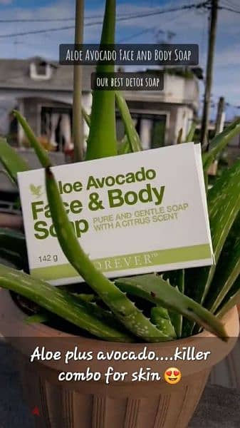 forever avocado face and body soap 6