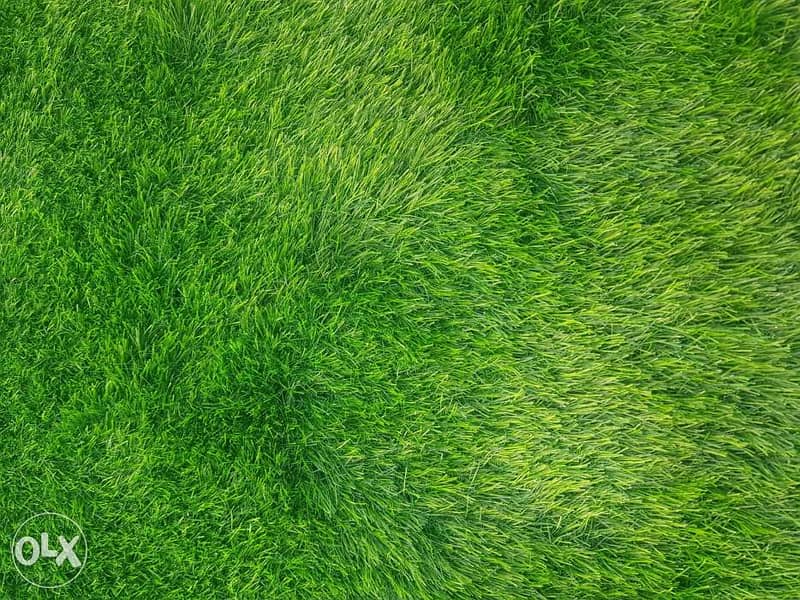 Grass Mart 2