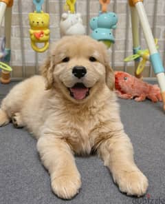 Golden retriever puppy. WhatsApp:‪ +1 (484),718‑,9164‬