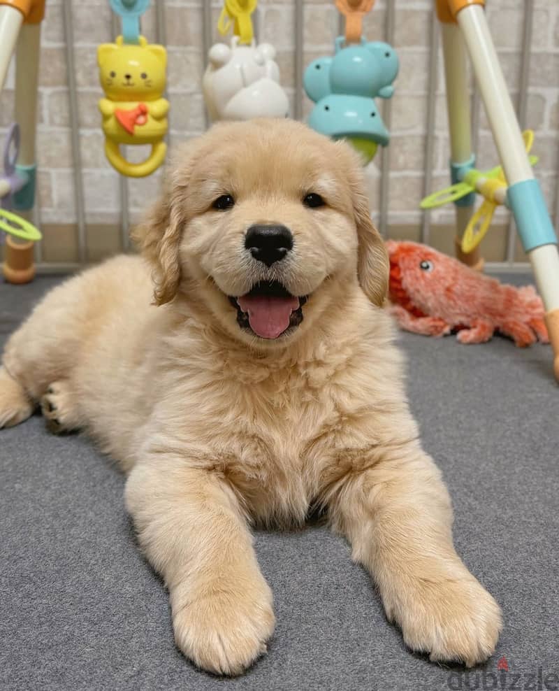 Golden retriever puppy. WhatsApp:‪ +1 (484),718‑,9164‬ 0