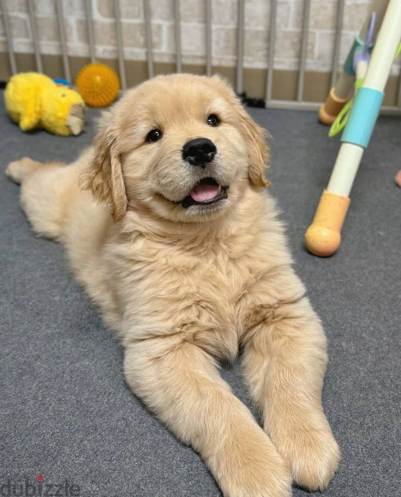 Purebred Golden Retriever puppies For Sale. 1