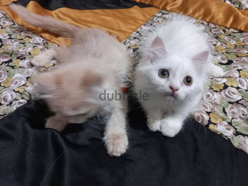 Persian turkish mixed breed cat 2