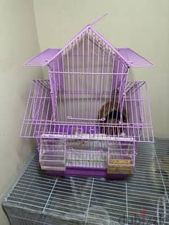 White finches with cage