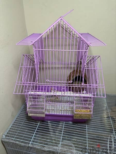 White finches with cage 0