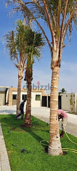 Landscaping and irrigation with maintenance work 7