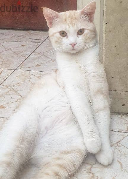 urgent sell a shirazi male cat 3