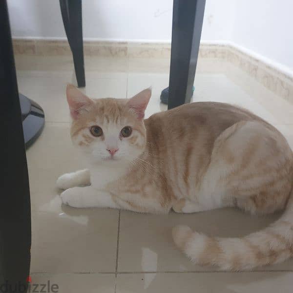 urgent sell a shirazi male cat 2