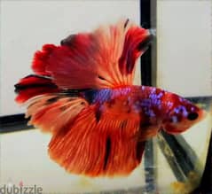 BETTA