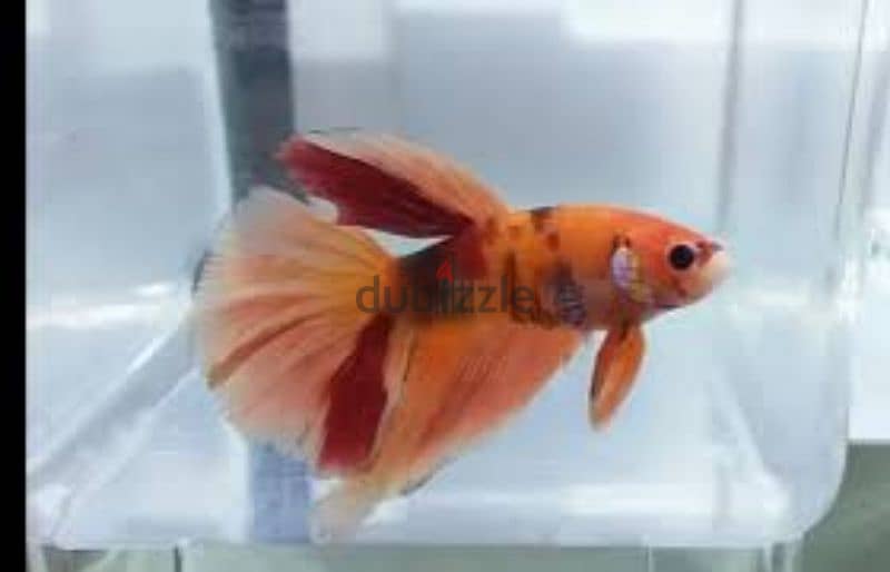 BETTA -HMPK - LIMITED STOCK 4